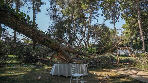 Kır düğününde 1 kişi üzerine ağaç devrilmesi sonucu öldü - Sputnik Türkiye