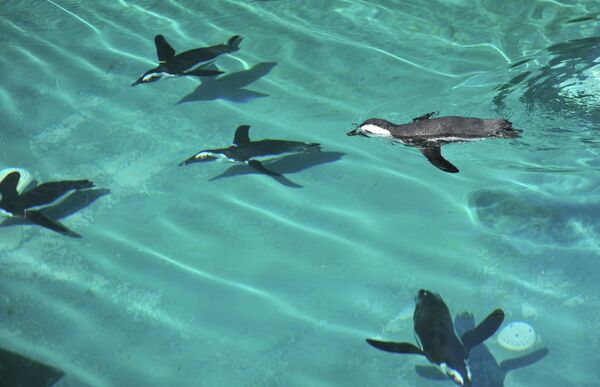 Hayvanat Bahçesi Başbakıcısı Önder Sevim, 3'ü hayvanat bahçesinde dünyaya gelen, toplam 17 penguene baktıklarını belirtti. - Sputnik Türkiye