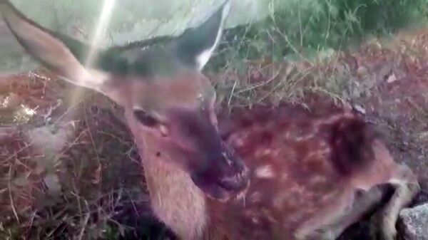  Kütahya'da susuzluktan bitkin halde bulunan yavru geyik - Sputnik Türkiye