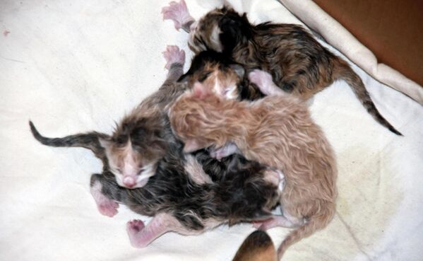 Atlı&#x27;nın yaklaşık 45 dakika süren müdahalesinin ardından kedi sezaryenle sağlıklı 5 yavru dünyaya getirdi. - Sputnik Türkiye