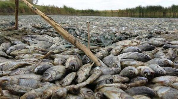 Kırklareli'nin Lüleburgaz ilçesi Çengelli köyündeki gölette toplu balık ölümleri yaşandı. Yapılan incelemede gölete hayvan dışkısı ve kimyasal atıklar bıraktığı belirlenen hayvan çiftliği işletmesine 96 bin 525 lira ceza uygulandı. - Sputnik Türkiye