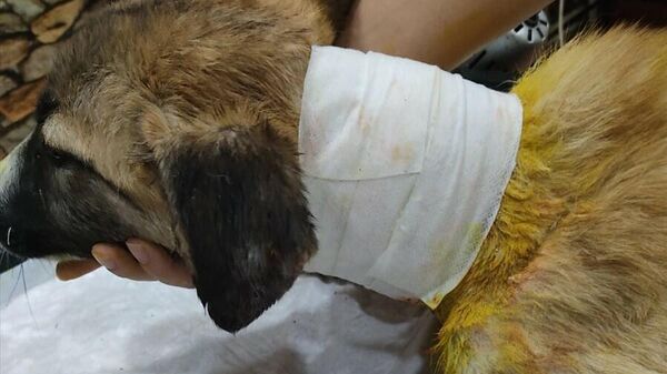 Gaziantep'in Nizip ilçesinde boğazı kesilmiş halde bulunan sokak köpeği, ameliyatla hayata döndü. - Sputnik Türkiye