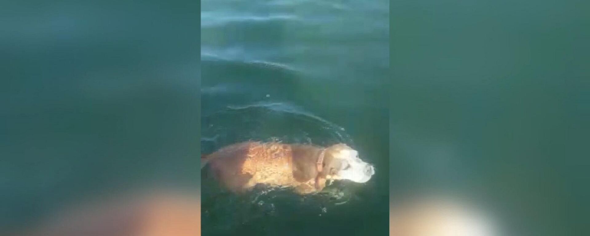 Denizde boğulmak üzere olan köpeği balıkçılar kurtardı - Sputnik Türkiye, 1920, 23.09.2021