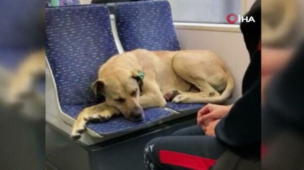 Tramvayda seyahat eden sokak köpeği - Sputnik Türkiye
