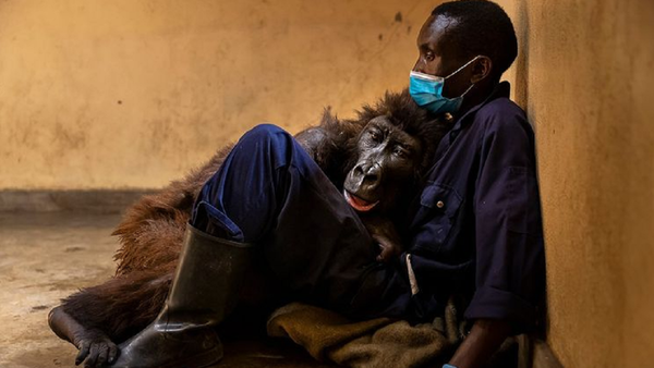 Selfie çekinirken poz veren goril olarak bilinen Ndakasi, 14 yaşında hayatını kaybetti. Ndakasi, 14 yıl önce kendisini bulan bakıcısının kollarında can verdi. - Sputnik Türkiye
