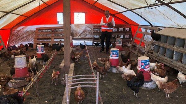 55 yıllık yumurta üreticisi daha ‘verimli’ olsunlar diye tavuklarına her gün Neşet Ertaş dinletiyor
 - Sputnik Türkiye