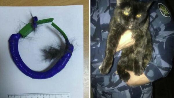Rusya'da bir hapishanede boynundaki tasmayla uyuşturucu madde taşıdığı tespit edilen kedi yakalandı. - Sputnik Türkiye