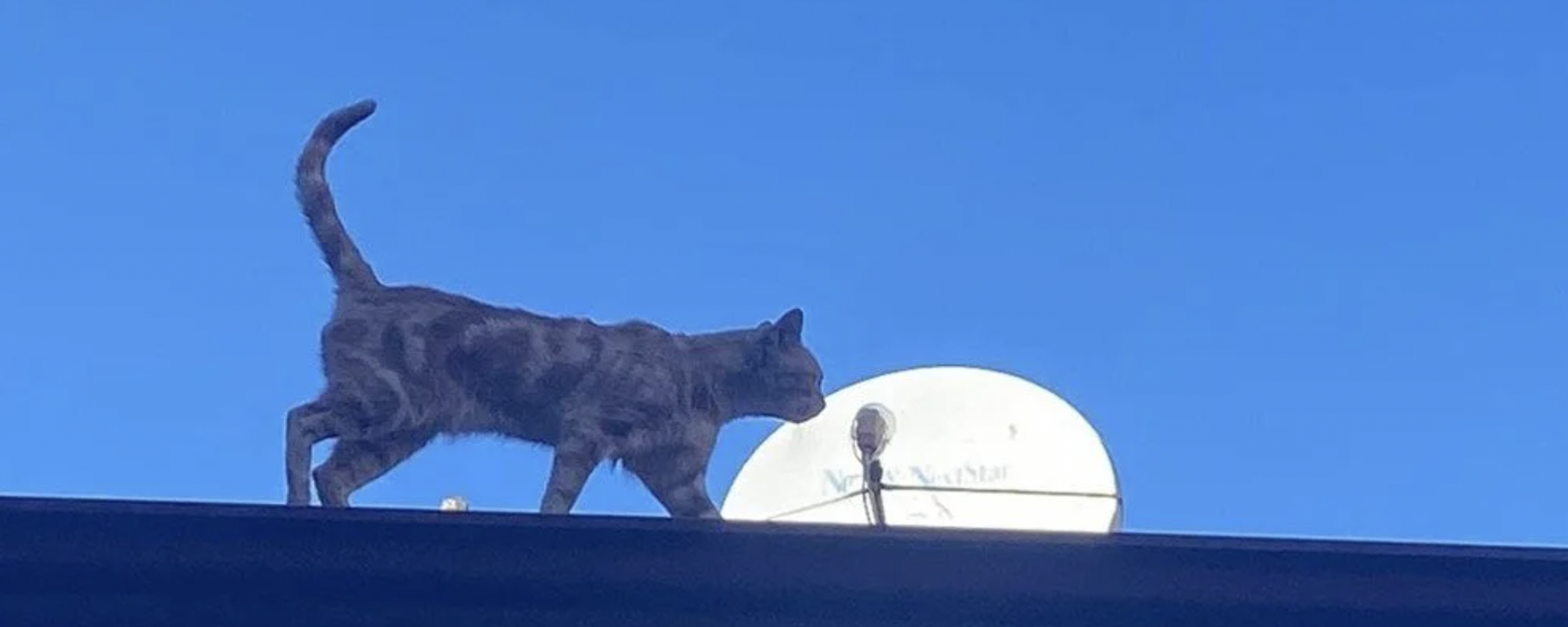 Çorum’un Sungurlu ilçesinde 4 yıldır bir binanın çatısında yaşayan ve tüm çabalara rağmen indirilemeyen kedi, ilçenin maskotu oldu. Çatıyı terk etmeyen kediyi bölgedeki esnaf besliyor. - Sputnik Türkiye, 1920, 27.10.2021