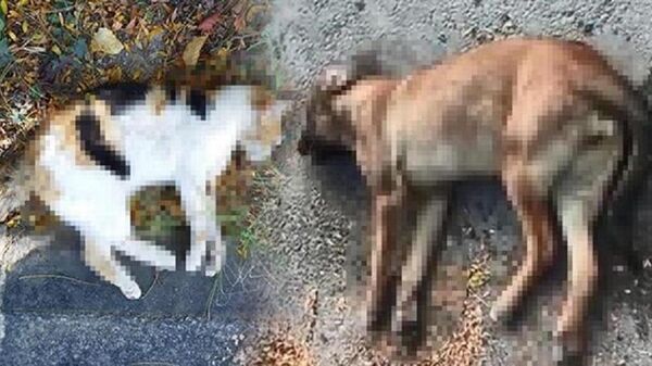 Eskişehir'in Mahmudiye ilçesinde zehirlenen 4 sokak hayvanından 1 kedi ve 1 köpek öldü - Sputnik Türkiye