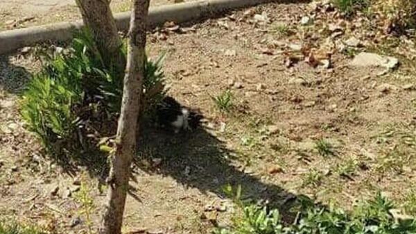 Manisa'nın Turgutlu ilçesinde, ayakları kesilen 2 kedi ölü bulundu. Sosyal medyada paylaşılan görüntüler üzerine polis, olayı gerçekleştiren kişi ya da kişilerin yakalanması için inceleme başlattı. - Sputnik Türkiye