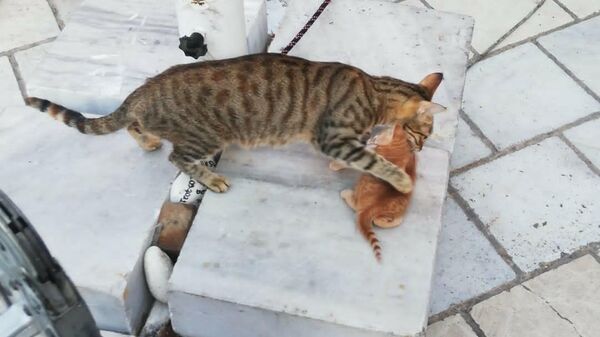 Anne kedi, miyavlayarak sıkışan yavrusunu fark ettirdi - Sputnik Türkiye