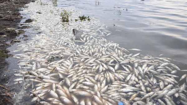 Baraj gölünde toplu balık ölümleri korkutuyor - Sputnik Türkiye
