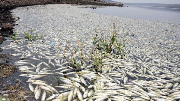 Hacıhıdır Barajı Gölü'nde balık ölümlerine inceleme
 - Sputnik Türkiye