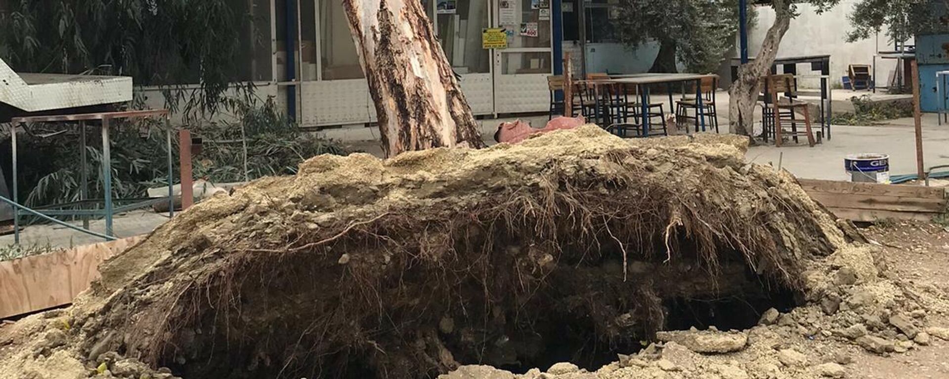 İzmir'in Tire ilçesinde etkili olan fırtına ağaçları devirdi. Saraybosna Caddesi’nde kökünden sökülen bir ağaç, yolun trafiğe kapanmasına sebep oldu.  - Sputnik Türkiye, 1920, 29.11.2021