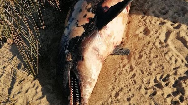 Balıkesir'in Erdek ilçesinde tüfekle öldürülmüş bir yunus karaya vurdu.
 - Sputnik Türkiye