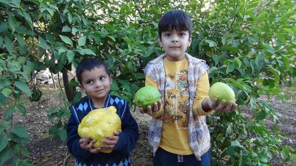 Mersin'in Silifke ilçesinde bir limon bahçesinde yetişen 2 kilo 40 gram ağırlığındaki limon görenleri şaşırttı - Sputnik Türkiye
