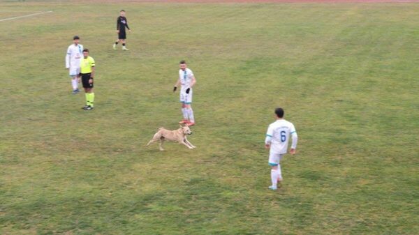 Tokat'ta sahaya giren köpeğin oyun inadı maçı durdurdu - Sputnik Türkiye