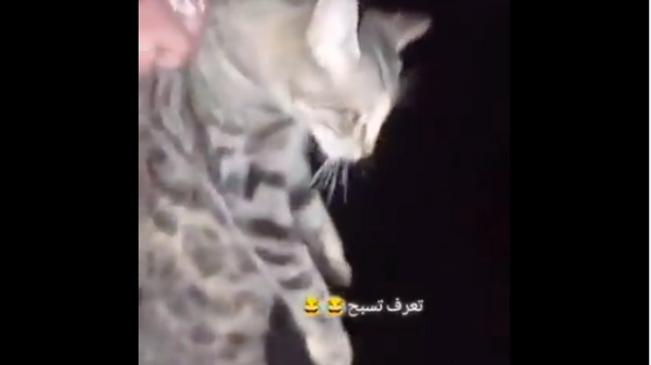 Irak uyruklu çocuk Sapanca'da kediyi göle attı: İl Göç İdaresi'ne teslim edildi - Sputnik Türkiye