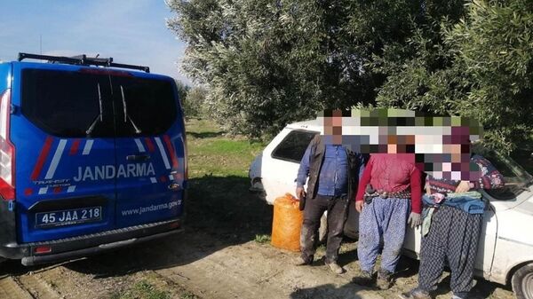 Manisa’da 5 ayrı hırsızlık suçundan haklarında yakalama kararı bulunan 3 kişi, zeytin çalarken suçüstü yakalandı. - Sputnik Türkiye