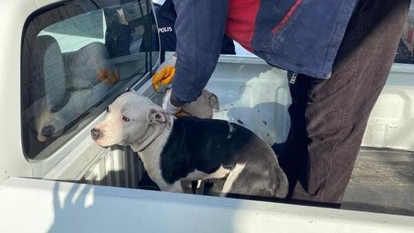 Adana'da başıboş gezen 3 pitbull cinsi köpek hayvan barınağına götürüldü - Sputnik Türkiye