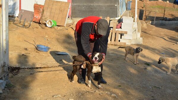 Gaziantep'te terk edilen pitbull cinsi 10 köpek barınağa alındı - Sputnik Türkiye