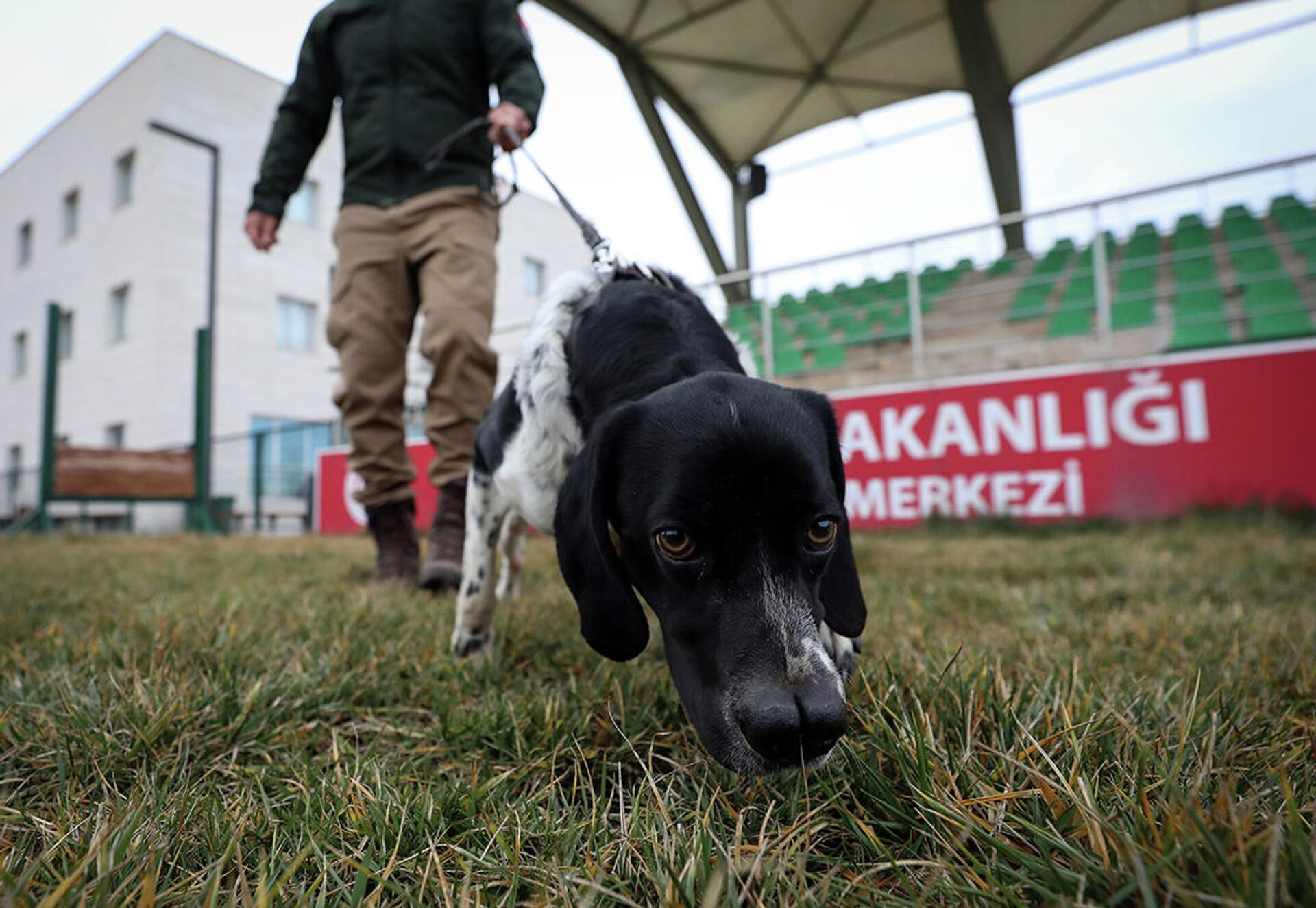 Yaklaşık 1.5 yıllık çalışma sonunda köpeklerin hazır olduğuna işaret eden Ataseven, görev standartlarını taşıyan bu köpeklerin şimdi uygun görülen görev yerlerine gönderileceğini söyledi.  - Sputnik Türkiye, 1920, 14.01.2022