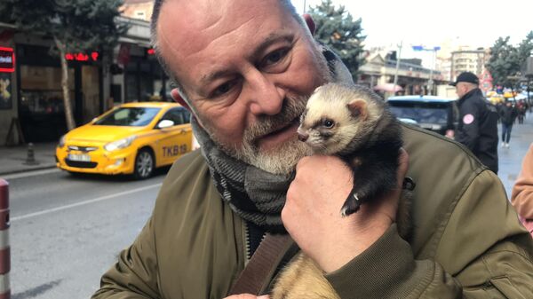 İspanyol turist Taksim'de tasma taktığı gelincikle gezdi: ‘Köpeklerle beraber evcilleşti’
 - Sputnik Türkiye