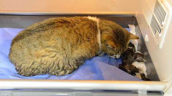 Diyarbakır'da sezaryenle doğuran kedi, üç yavru - Sputnik Türkiye