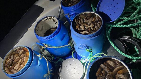 Kaçak avlanan 550 kilo deniz patlıcanı ele geçirildi
 - Sputnik Türkiye