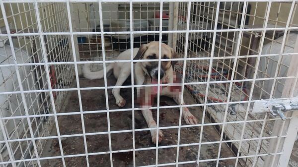 Bolu’da, kümesteki tavuk ve hindilerine saldıran sokak köpeğini tüfekle yaralayan kişi hakkında adli işlem yapılırken, av tüfeğinin ruhsatsız olması sebebiyle de bin 285 lira ceza kesildi. - Sputnik Türkiye