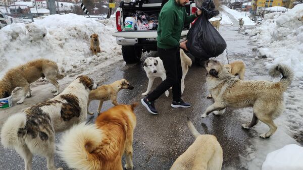 Adanalı kebapçı, soğuk kış günlerinde karda aç kalan sokak köpeklerini beslemek için haftada 500 kilometre yol kat ediyor - Sputnik Türkiye
