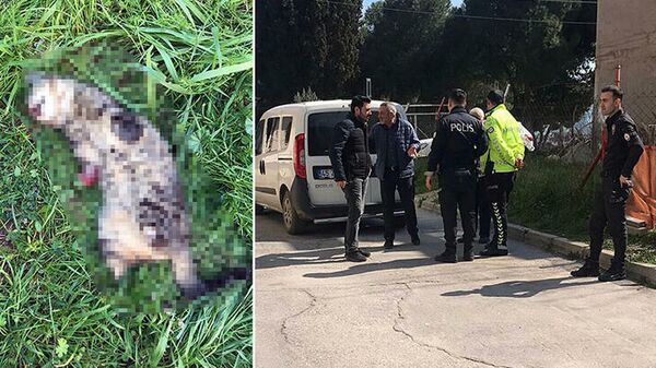 Turgutlu'da bir kedi daha bacakları kesilmiş olarak ölü bulundu - Sputnik Türkiye