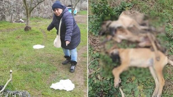 5 köpeğin şüpheli ölümüne 'zehirli tavuk' soruşturması - Sputnik Türkiye