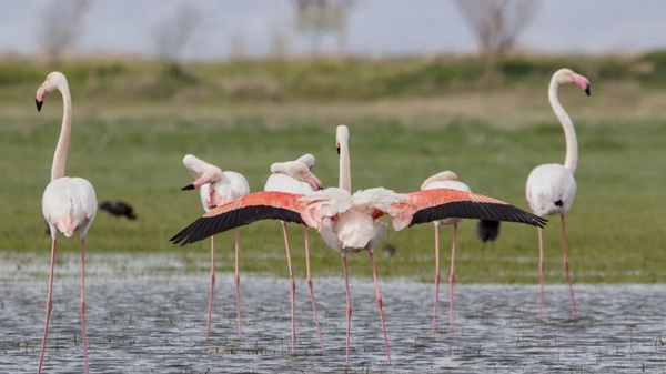 Geçen yıl su kaynakları kesildiği için pek çok flamingonun hayatını kaybettiği Tuz Gölü'ne bu yıl flamingolar geri döndü. - Sputnik Türkiye