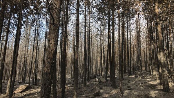 Balıkesir'in Sındırgı ilçesi sınırlarındaki ormanlık alanda çıkan yangın kontrol altına alındı.
 - Sputnik Türkiye