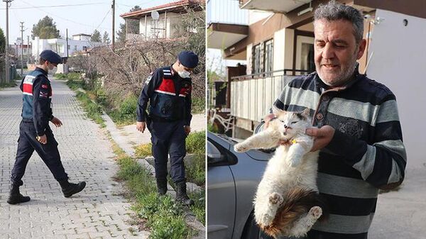 Denizli'de zehirlenen kedi - Sputnik Türkiye
