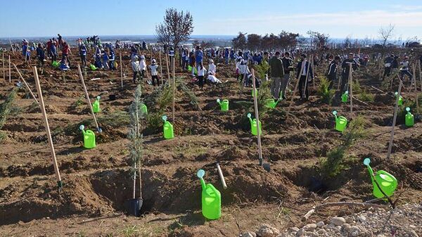 Manavgat’ta kızılçam tohumları filizleniyor: ‘Yeniden zümrüt yeşili bir saha göreceğiz’
 - Sputnik Türkiye