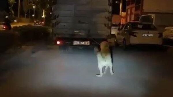 Antalya’da kamyonun arkasına bağladığı köpeği sürükleyerek zorla götürmeye çalışan sürücü yakalanarak 196 TL para cezası kesilip, hayvana eziyetten adli işlem yapıldı. - Sputnik Türkiye