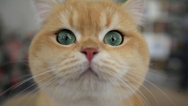 Kedilerin 5 kuşak atası 'şecerelendirme' ile kayıt altına alınıyor - Sputnik Türkiye