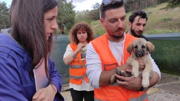 9 yavru köpekten 2'si öldü - Sputnik Türkiye