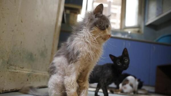 Büyükada'da kedilerde salgın iddiası - Sputnik Türkiye