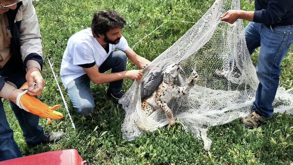 Tavuk kümesine gelen vaşak, balıkçı ağıyla yakalandı - Sputnik Türkiye