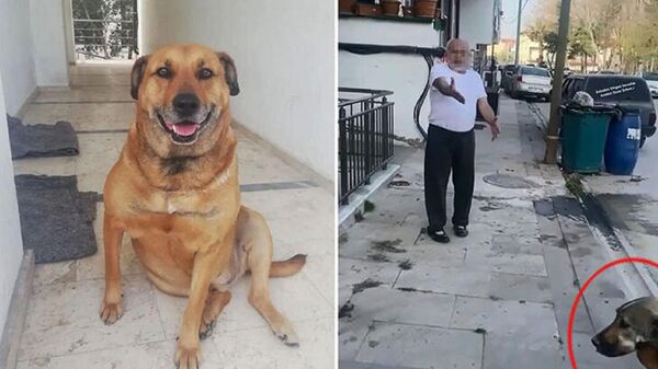 Denizli'de sahipli bir köpeği tüfekle vurduğu ileri sürülen kişi gözaltına alındı
 - Sputnik Türkiye