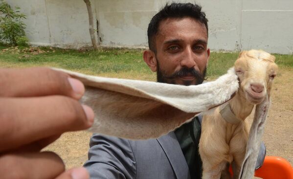Pakistan'da doğan dünyanın en uzun kulaklı keçisi: Simba - Sputnik Türkiye