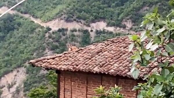 Artvin’de bir evin çatısına çıkan dağ keçisi cep telefonu ile görüntülendi. - Sputnik Türkiye