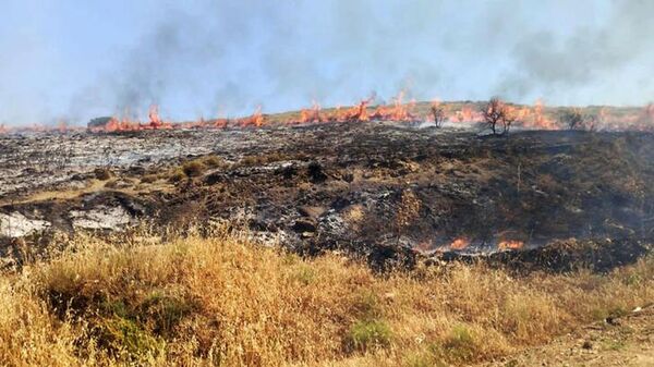 Gelibolu'da makilik alandaki yangın, buğday tarlalarına ulaşmadan söndürüldü - Sputnik Türkiye