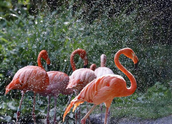 Belirgin özelliklerinden biri de kıvrık gagaları. Flamingoların kıvrık gagalarının üst kısmı, suya ya da çamura daldırıp yiyeceklerini çıkartırken bu filtre görevi görmesini sağlıyor. - Sputnik Türkiye