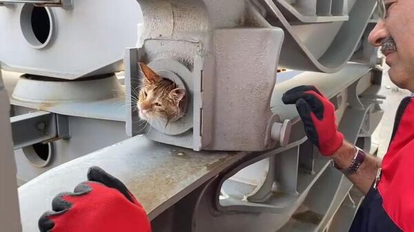 vagon bojisine sıkışan yavru kedi - Sputnik Türkiye