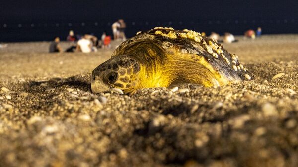Antalya'da deniz kıyısına çıkan caretta caretta için sahil boşaltıldı - Sputnik Türkiye
