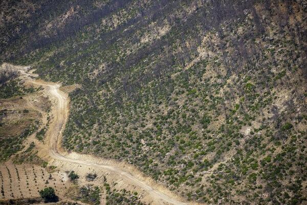 Antalya'da yanan ormanlık alanlar yeniden yeşeriyor: 1 milyon 645 bin fidan toprakla buluştu - Sputnik Türkiye